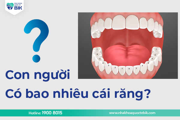 Con người có bao nhiêu cái răng?