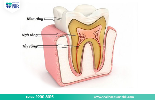 Cấu tạo của răng