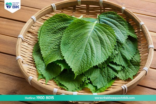 Treat tooth decay with perilla leaves