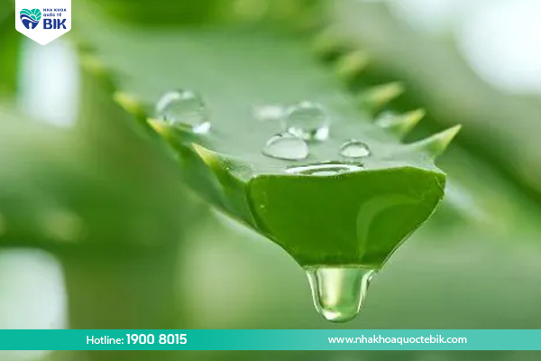 Treat tooth decay in adults with aloe vera