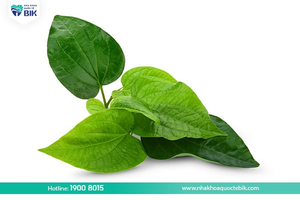 Treating tooth decay with betel leaves at home