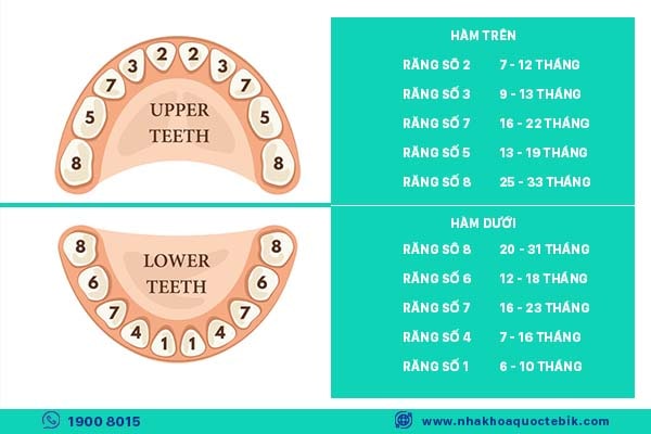 age of baby teeth eruption