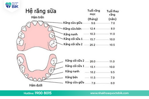 The age when babies change their baby teeth