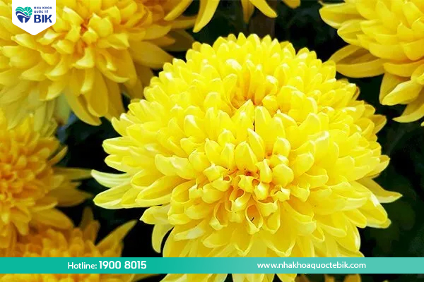 Yellow chrysanthemum cures tooth decay