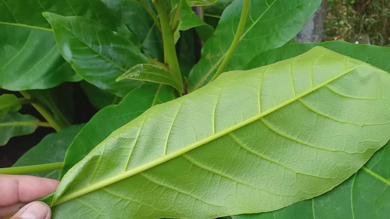 Treat tooth decay with young guava leaves