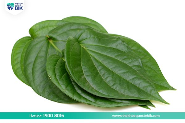 Betel leaves cure gingivitis