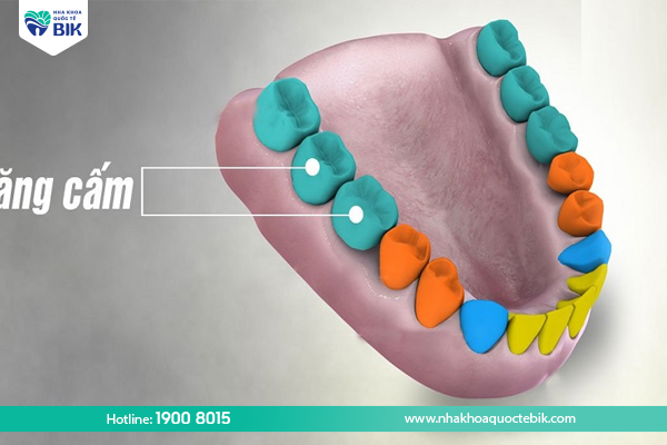 What are molars?