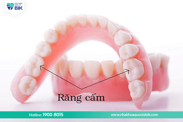 What are molars?