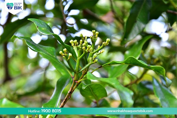 Treat bad breath with clove leaves