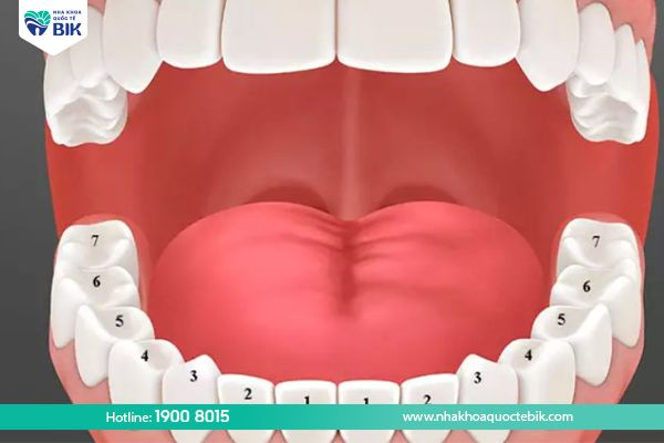 Location of molars