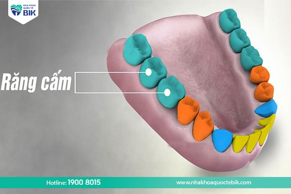 Position of molars in the oral cavity