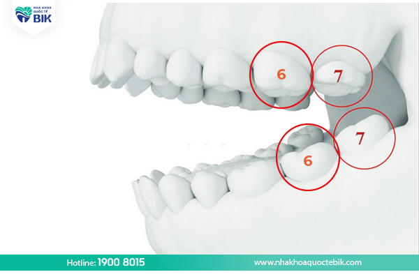 Molar position